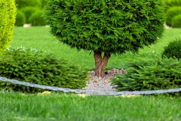 Bahçede Yontulmuş Yeşil Thuja Ağacı Taştan Saman Bahçesinde Yeşil Çimenler — Stok fotoğraf