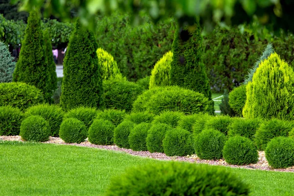 Spring Green Plants Green Grass Cut Bushes Shape Design Sprinkled — Stock Photo, Image