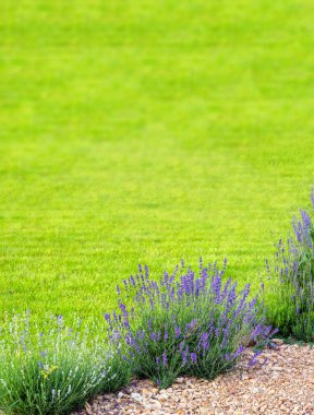 İlkbahar manzarasının doğal taşlarıyla kaplanmış çiçek açan lavanta çiçekli çimenlik çayırı, fıskiyeli dikey arka plan.
