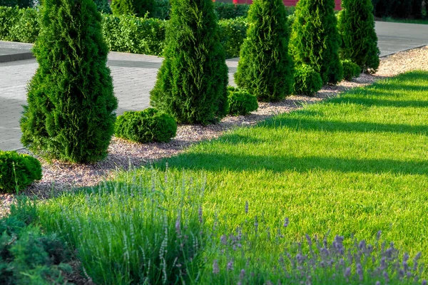 Green Lawn Lit Sunlight Park Evergreen Bushes Stone Tile Path — Stock Photo, Image