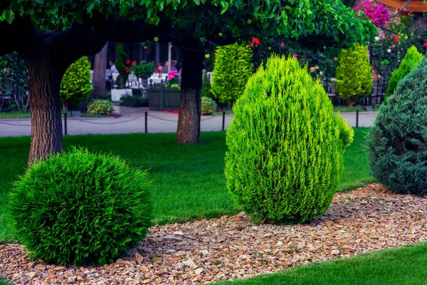 Zahradní Úpravy Dvorní Zahrady Věčně Zelenými Jehličnany Thuja Mulched Yellow — Stock fotografie