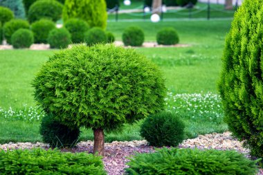 Bahçe bahçesinde küflenmiş yeşil thuja ağacı kaya gübresi ve yeşil çimenlik park manzaralı çevre dostu yatak, hiç kimse.