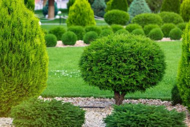 Bahçede her yeri yontulmuş yeşil thuja çalıları taştan çimenler ve parktaki yeşil çimenler. Manzara tasarım parkı ayrıntıları, hiç kimse..