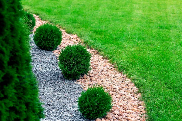 Cama Paisagem Jardim Com Onda Ornamental Crescimento Cipreste Arbustos Cascalho — Fotografia de Stock