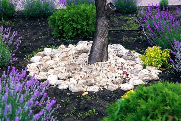 landscape design of a flower bed with soil and river stone dressing around the trunk of an artificial iron tree, a decorative blooming lavender and growing thuja bushes close-up landscaped garden.