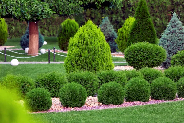 Bahçe yatağı, sıra büyüyen arborvitae çalıları, doğal kaya çalıları bir bahar bahçesinde yeşil çimenler ve ağaçlarla, hiç kimse.
