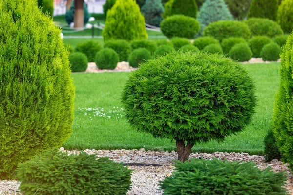 Bahçede her yeri yontulmuş yeşil thuja çalıları taştan çimenler ve parktaki yeşil çimenler. Manzara tasarım parkı ayrıntıları, hiç kimse..