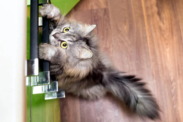 Beautiful Cat Big Eyes Gray Striped Hair Stands Its Hind — Stock Photo, Image