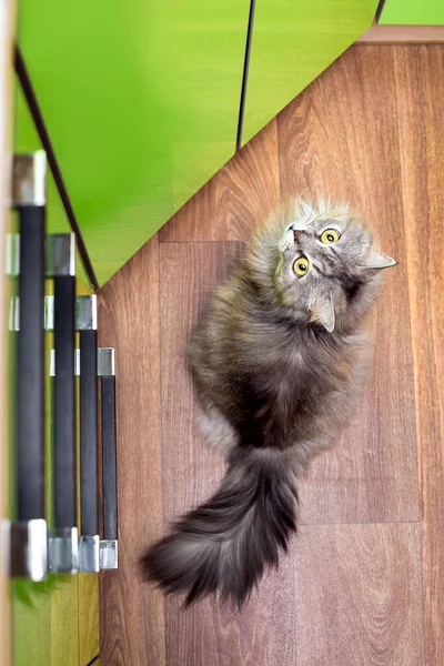 Gray Tabby Cat Sits Linoleum Pattern Wood Big Eyes Looks — Stock Photo, Image