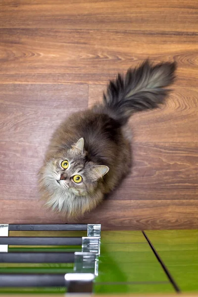 Gray Fluffy Cat Sits Linoleum Wooden Print Large Eyes Looks — Stock Photo, Image