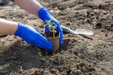 Bahçıvanın elleri eldivende. Domates ekiciyi organik bir çömleğin içinde çukura bırakarak sebze bahçesi tarım temasına bitki ekme işlemini başlatır..