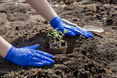 Toprağa sebze yetiştirmek için bitki ekme süreci, eldivenli eller, eko kazanı ile domates tohumlarını gömme, güneşli bir günde açık havada tarım tarımı temasına yakın çekim.