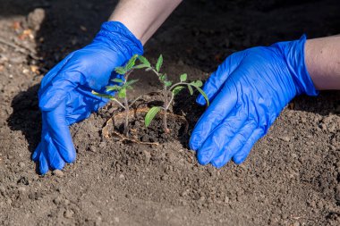 Toprağa sebze yetiştirmek için bitki dikme süreci, eldivenli bir el, eko tencereye domates tohumları ile bir delik gömme, baharda açık havada tarım çiftçiliği temasına yakın çekim..