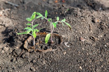 Domates tohumu ekilen tarımsal fabrikaya ekilir ve organik sebzeler yetiştirilir yakın tarlalarda, hiç kimse.