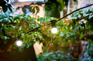 Arka bahçedeki bir bitkinin yapraklarındaki bir tel telin üzerindeki ampul parkı dekoratif bir şekilde aydınlatıyor, yakın plan, kimse.