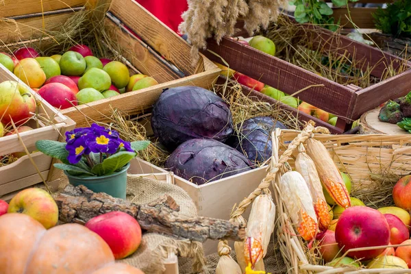 Foire Locale Est Festival Récolte Légumes Fruits Cultivés Sur Des — Photo