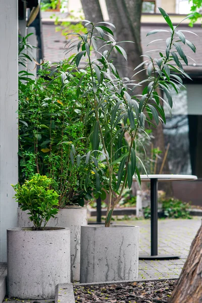 Arka bahçesinde çimento saksıları, çimento yapraklı bitkiler terasta egzotik ağaçları olan minimalist dekoratif çömlekler. Kimse yok..