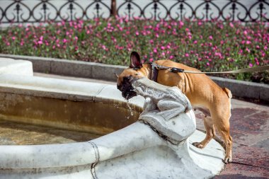 Fransız köpeği, güneşli bir yaz gününde, şehir parkındaki bir çiçek tarlasının yanındaki taş bir kurbağa heykeliyle çeşmeden su içer..