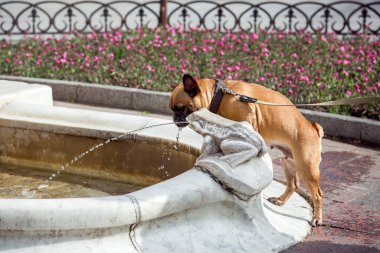 Köpekli buldog, güneşli bir yaz gününde şehir merkezinde bir kurbağa heykelinin taştan heykeliyle fıskiyeden su akıntısına bakıyor..