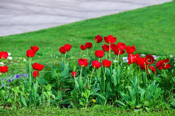 Червоні Тюльпани Цвітуть Саду Клумба Зеленою Травою Сонячний Весняний Ландшафтний — стокове фото
