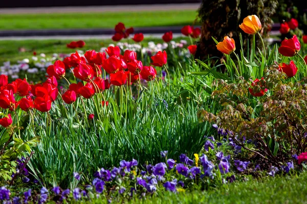 Клумба Саду Квітами Червоні Тюльпани Труси Зеленій Траві Ландшафтний Дизайн — стокове фото