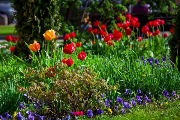 Клумба Саду Квітами Червоні Тюльпани Трусики Зеленій Траві Ландшафтний Дизайн — стокове фото