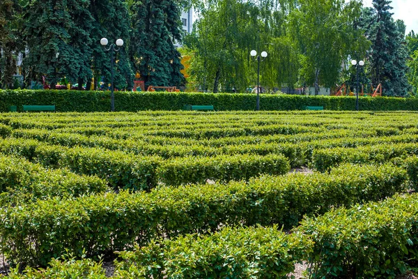 Projeto Paisagem Labirinto Arbustos Sebe Verde Dia Ensolarado Verão Jardim — Fotografia de Stock