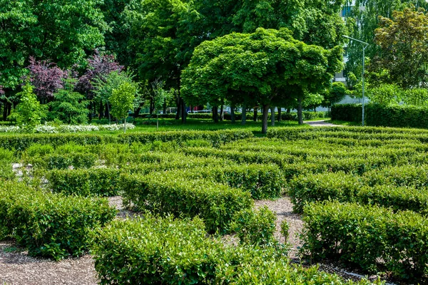 Projeto Paisagem Labirinto Arbustos Verdes Sebe Dia Ensolarado Verão Jardim — Fotografia de Stock