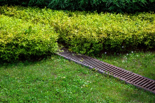 grate drainage system on the lawn with green grass and bushes in the backyard garden, rainwater drainage system in the park among the plants, nobody.