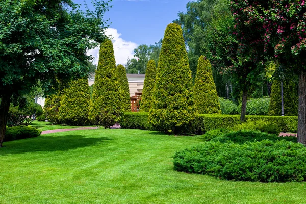 Parque Con Tujas Hoja Perenne Setos Entre Los Árboles Hoja — Foto de Stock