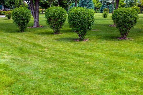 Green Deciduous Bush Backyard Bed Park Landscaping Mulching Plants Meadow — Stock Photo, Image