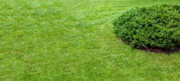 Evergreen Thuja Keř Rostoucí Travnatém Dvorku Trávníku Zahradní Úpravy Trávníkem — Stock fotografie