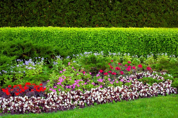 Садовая Кровать Заднем Дворе Лиственными Растениями Вечнозеленой Изгородью Клумбой Цветами — стоковое фото