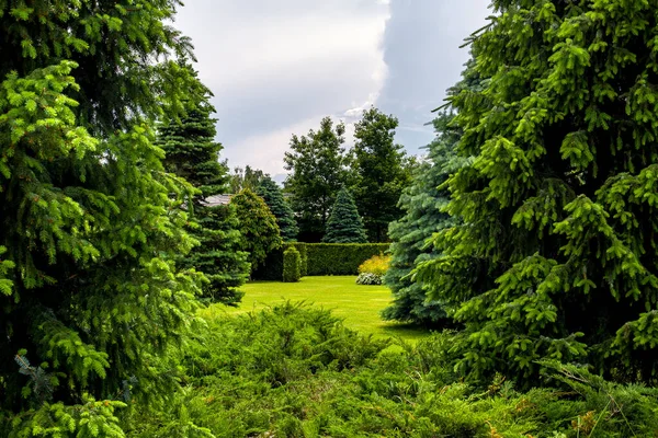 Parc Dense Pins Avec Des Arbres Épineux Milieu Une Pelouse — Photo