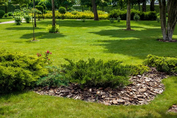 Yeşil çimenli bir parkta ağaç kabuğu ve arka planda ağaçlar olan, güneşli bir yaz gününde bahçe düzenleyen her zaman yeşil thuja çalısı, hiç kimse.