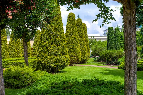 Lugar Privado Con Arborvitae Thujas Perennes Setos Entre Los Árboles — Foto de Stock