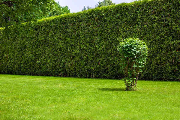 Alto Seto Thuja Siempreverde Frente Césped Verde Con Paisaje Arbusto —  Fotos de Stock