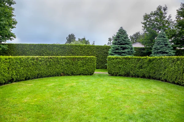 Seto Thuja Curvada Jardín Con Árboles Abetos Césped Verde Primavera — Foto de Stock