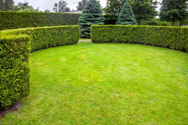 Curved Thuja Hedge Garden Meadow Green Lawn Spring Backyard Landscape — Stock Photo, Image