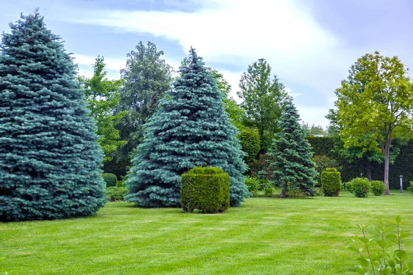 Alberi Conifere Prato Con Prato Cespuglio Tagliato Parco Con Latifoglie — Foto Stock