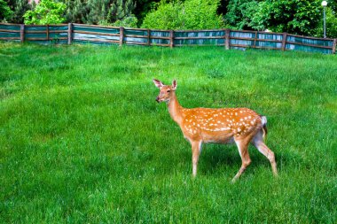 Genç bir geyik, doğa koruma alanının yamaçlarında yeşil bir çimenlikte yürüyor. Dağlık bir arazisi ve doğadaki nadir bulunan yavru hayvan türlerini korumak için çitleri var..