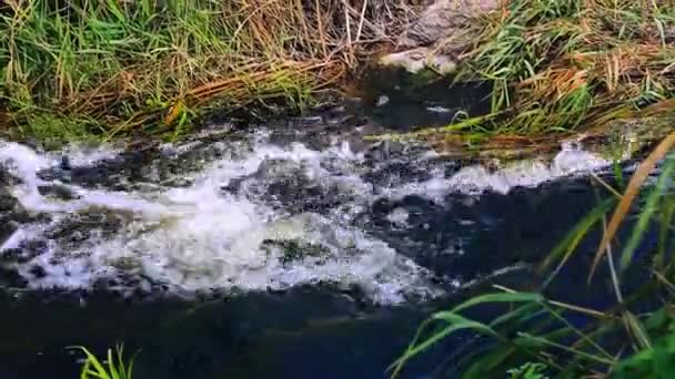 Proud Říčním Bublajícím Proudu Vody Korytě Řeky Rákosím Kameny Přírodní — Stock video