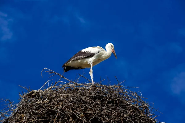 Hvid Stork Står Rede Grene Øverst Belyst Sollys Mod Blå - Stock-foto