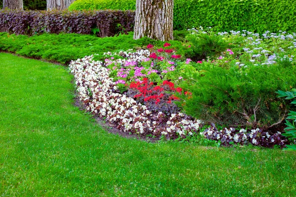 Garden Bed Park Plants Deciduous Hedge Tree Flower Bed Flowers — Stock Photo, Image