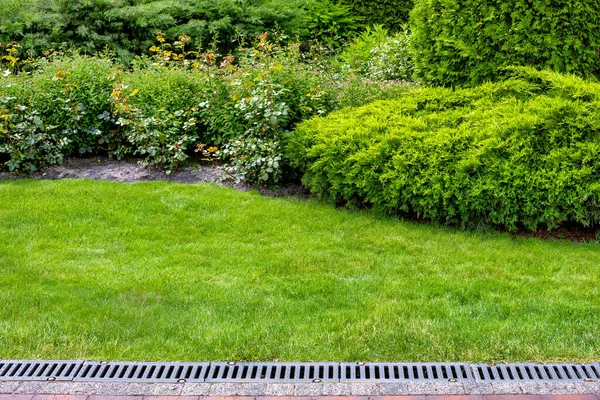 裏庭の花壇のトゥハとバラの常緑樹の茂み 石舗装 芝生とコピースペースを持つ植物の側に大規模な排水システムを持つ造園 — ストック写真