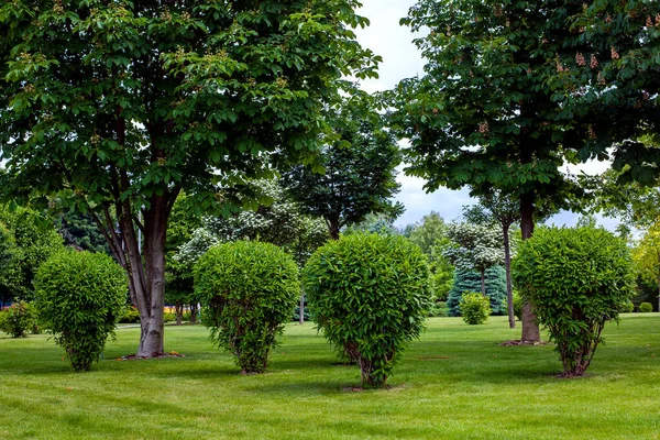 在后院的花园床上 绿叶落叶灌丛 在公园里种满了绿树 在夏天的公园里种满了草坪 没有人 — 图库照片