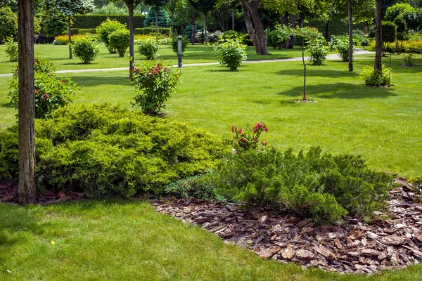 Arbusto Thuja Siempreverde Con Abono Árbol Corteza Parque Con Césped — Foto de Stock