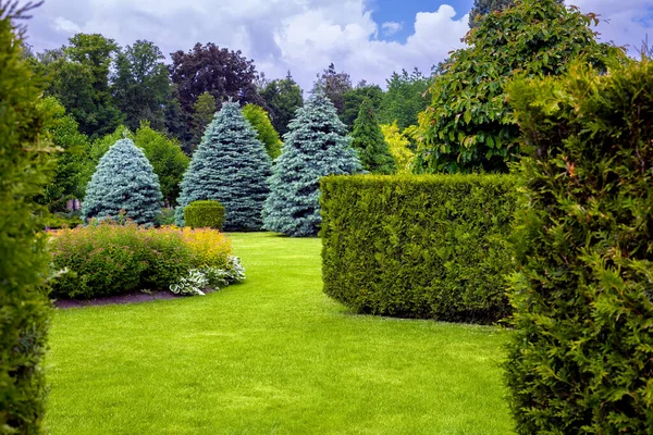 緑の芝生や常緑樹 裏庭の季節の植物に葉や松の針を持つ公園の景観デザイン — ストック写真