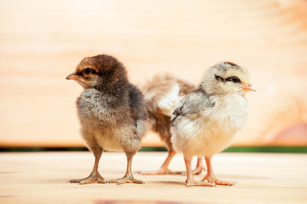 Three little chickens.