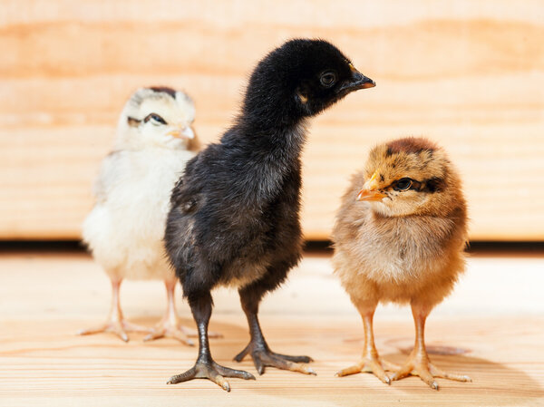 Three little chickens.